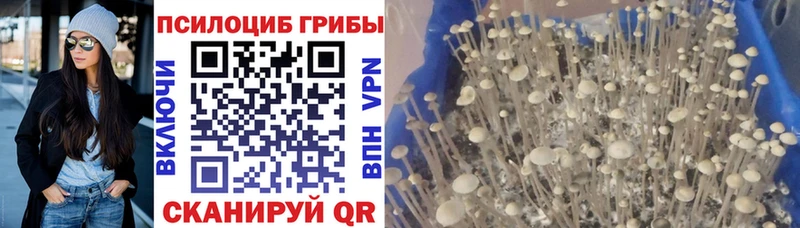 это клад  мега зеркало  Сураж  Псилоцибиновые грибы мухоморы 