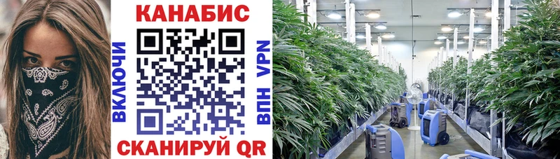 Канабис SATIVA & INDICA  Сураж 